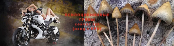 индика Баксан